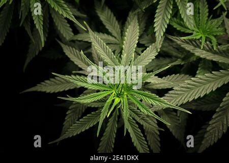 Cannabisbusch mit dichtem grünem Laub aus der Nähe von oben Stockfoto