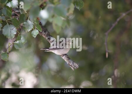 Kleiner schöner Vogel. Berge aus dem Norden Portugals. Spätsommer. Stockfoto