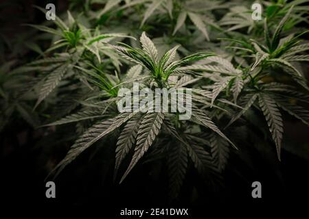 Cannabisbusch mit dunkelgrünem Laub, Seitenansicht Stockfoto