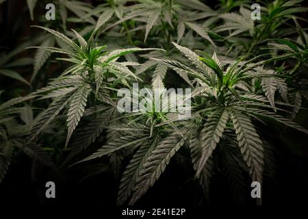 Cannabisbusch mit dunkelgrünem Laub, Seitenansicht Stockfoto