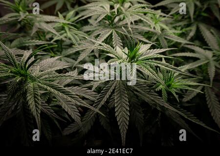 Cannabisbusch mit dunkelgrünem Laub, Seitenansicht Stockfoto