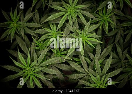 Cannabisbusch mit dichtem grünem Laub aus der Nähe von oben Stockfoto