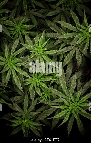 Cannabisbusch mit dichtem grünem Laub aus der Nähe von oben Stockfoto