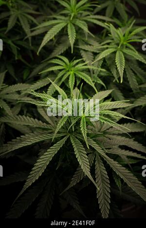 Cannabisbusch mit dichtem grünem Laub aus der Nähe von oben Stockfoto