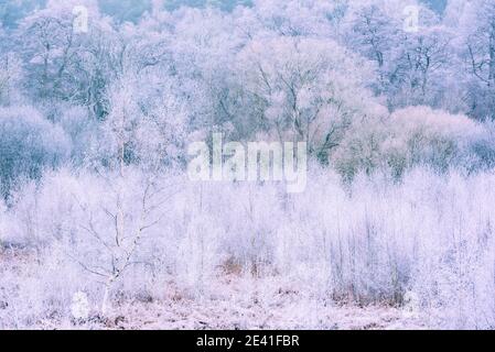 Frostiger Wald IV. Thetford Forest, Dezember 2020 Stockfoto