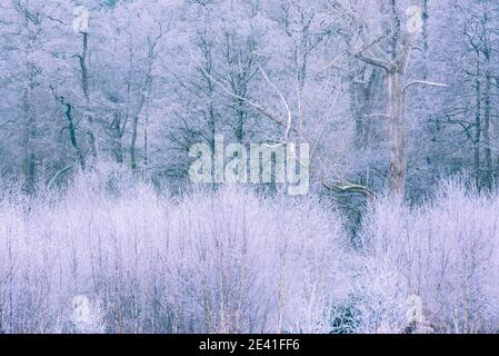 Frosty Forest V. Thetford Forest, Dezember 2020 Stockfoto