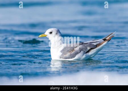 Schwarzbeiner-Dreizehenmöwe (Rissa tridactyla, Rissa tridactyla tridactyla, Larus tridactyla), erstes Sommerschwimmen, Island, Austurland Stockfoto