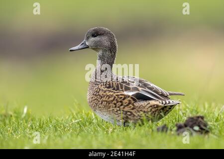 Falkattenente, Falkattenente (Anas falcata, Mareca falcata), Weibchen auf einer Wiese, Seitenansicht, Niederlande Stockfoto