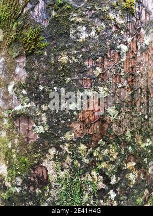 Kauri Pine (Agathis australis), bunte moosbedeckte Rinde des Kauri Stammes im Waipoua Forest, Neuseeland, Nordinsel, Waipoua Forest Stockfoto