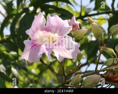 Podranea, Rosa Trompete Vine, Bignone Rose (Podranea ricasoliana), blühend, Spanien, Balearen, Mallorca Stockfoto