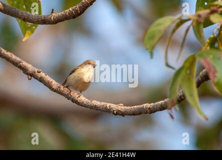 Dickschnabelspecht (Dicaeum agile, Piprisoma squalidum), thront auf einem Zweig, Indien, Madhya Pradesh, Bandhavgarh National Park Stockfoto