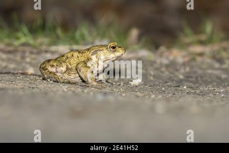 Europäische Kröte (Bufo bufo), sitzend auf der Strecke in der Nacht, Belgien Stockfoto