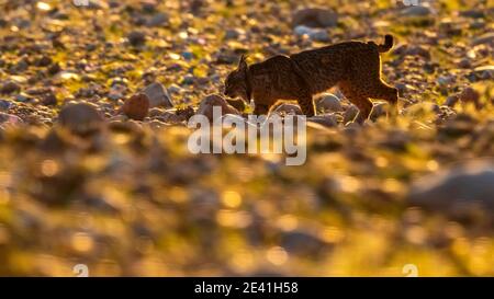 Iberischer Luchs (Lynx Pardinus), Weibchen, die auf steinigem Boden laufen, Seitenansicht, Spanien, Andalusien Stockfoto