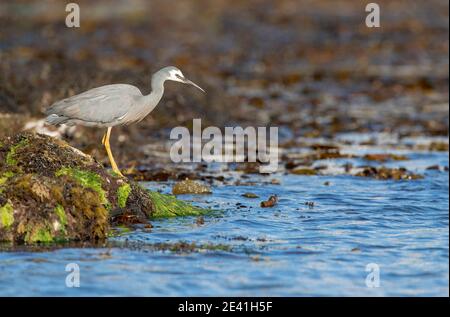 Weißgesichtige Reiher (Egretta novaehollandiae), Angeln entlang der Küste, Neuseeland, Stewart Island, Oban Stockfoto