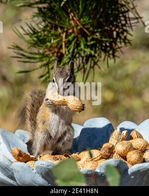 Chipmunks schlagen eine Pose Stockfoto