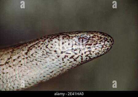 Europäischer langsamer Wurm, Blindwurm, langsamer Wurm (Anguis fragilis), Portrait, Deutschland Stockfoto