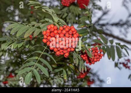 Europäische Gebirgsasche, Eberesche (Sorbus aucuparia), Zweig mit Infrastruktur, Deutschland, Bayern Stockfoto