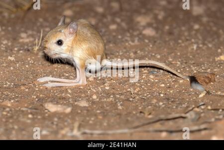 Große ägyptische Jerboa (Jaculus orientalis), auf sandigen Boden, Seitenansicht, Marokko, Westsahara, Oued Ed-Dahab, Aoussard Stockfoto