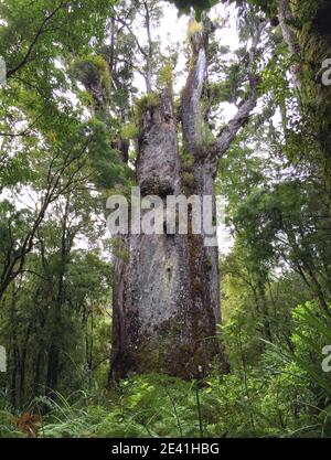 Kauri Pine (Agathis australis), Te Matua Ngahere, ein riesiger Kauri-Baum im Waipoua Forest, bekannt als Vater des Waldes, Neuseeland, Nord Stockfoto