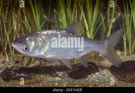 Silberkarpfen, Tolstol (Hypophthalmichthys molitrix), Schwimmen Stockfoto