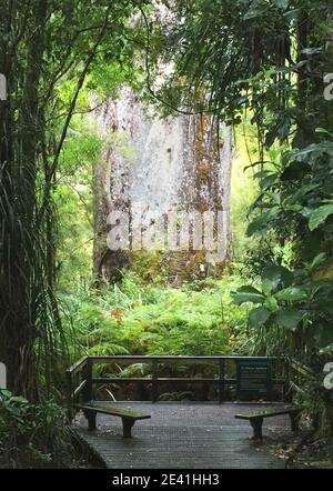 Kauri Pine (Agathis australis), Te Matua Ngahere, ein riesiger Kauri-Baum im Waipoua Forest, bekannt als Vater des Waldes, Neuseeland, Nord Stockfoto