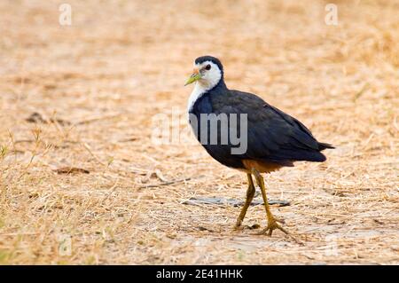 Weißbrusthuhn (Amaurornis phoenicurus), langsam tretend mit gespanntem Schwanz, Indien Stockfoto