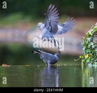 Trocaz Taube, Madeira Lorbeerkaube, langzottelige Taube (Columba trocaz), am Kanal, Landung zum Trinken, Madeira Stockfoto