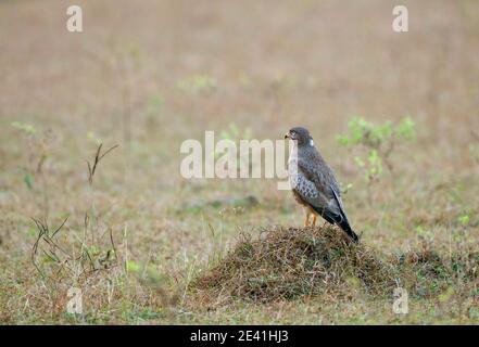 Weißäugiger Bussard (Butastur teesa), auf dem Boden thront., Indien, Stockfoto