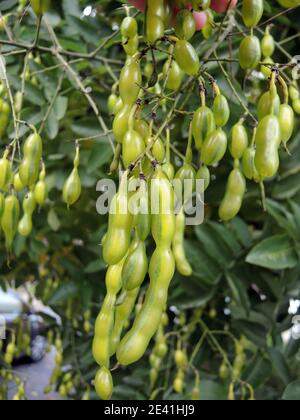 Japanischer Pagodenbaum (Styphnolobium japonicum, Sophora japonica), Früchte Stockfoto