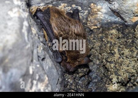 serotine Fledermaus, große braune Fledermaus, seidige Fledermaus (Eptesicus serotinus), Überwinterung in einer Höhle, Belgien Stockfoto