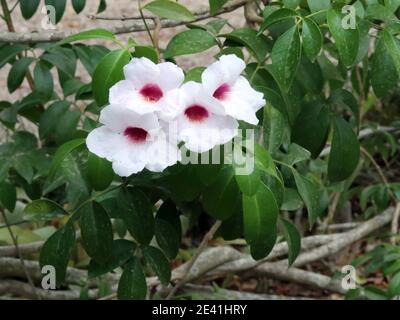 Bower Vine, Bower Plant, Jasmin (Pandorea Jasminoides), blühende, Spanien, Balearen, Mallorca Stockfoto