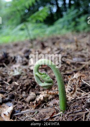 bracken Farn (Pteridium aquilinum), Triebe einer Frondine, Deutschland Stockfoto