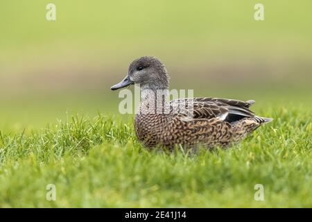 Falkattenente, Falkattenente (Anas falcata, Mareca falcata), Weibchen auf einer Wiese, Seitenansicht, Niederlande Stockfoto