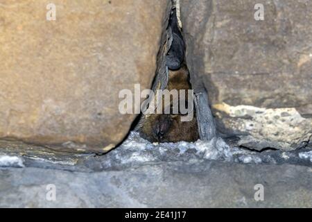 serotine Fledermaus, große braune Fledermaus, seidige Fledermaus (Eptesicus serotinus), Überwinterung in einer Höhle, Belgien Stockfoto