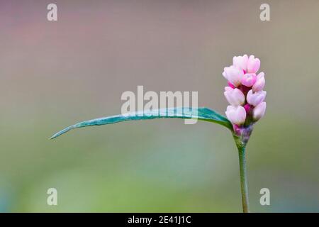 Andockblatt-Smartweed (Persicaria lapathifolia, Polygonum lapathifolium), Blütenstand, Deutschland, Nordrhein-Westfalen Stockfoto