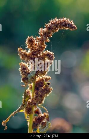 Amaranth, Rotwurzel-Amaranth (Amaranthus retroflexus), Infrastruktur, Deutschland, Nordrhein-Westfalen Stockfoto