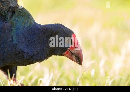 South Island takahe, notornis, takahe (Porphyrio hochstetteri), auf einer Wiese auf Nahrungssuche, Porträt, Neuseeland, Nordinsel, Tawharanui Regional Stockfoto