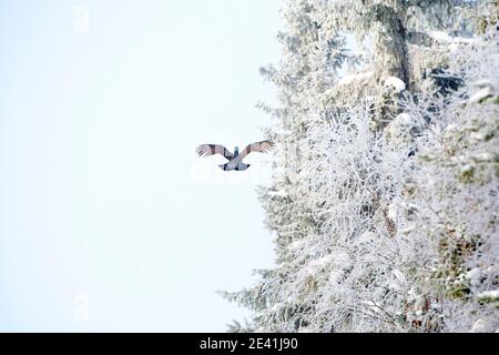 auerhuhn, waldhuhn (Tetrao urogallus), Männchen im Winter in Nordfinnland, fliegend an einem frostbedeckten Waldrand, Finnland, Stockfoto