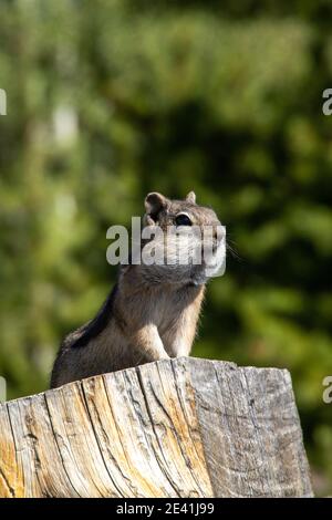 Chipmunks schlagen eine Pose Stockfoto