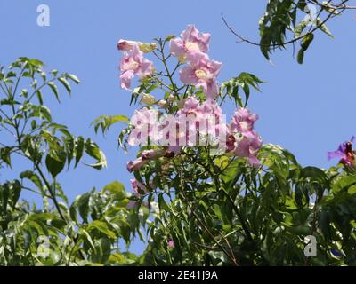 Podranea, Rosa Trompete Vine, Bignone Rose (Podranea ricasoliana), blühend, Spanien, Balearen, Mallorca Stockfoto