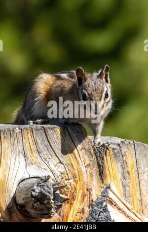 Chipmunks schlagen eine Pose Stockfoto