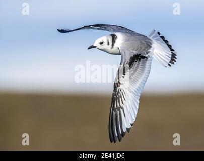 Schwarzbeinige-Dreizehenmöwe (Rissa tridactyla, Rissa tridactyla tridactyla, Larus tridactyla), Jungfliegen, Island, Austurland Stockfoto