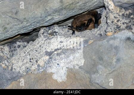 serotine Fledermaus, große braune Fledermaus, seidige Fledermaus (Eptesicus serotinus), Überwinterung in einem Tunnel, Belgien, Namur, Yvoir Stockfoto