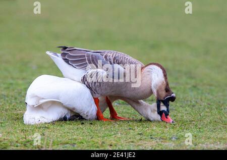 Chinesische Gans (Anser cygnoides f. domestica), entkam der chinesischen Gans und versuchte, einen stumpfen Schwan (Cygnus olor) auf einer Wiese zu töten. Dies ist eine Art von Stockfoto