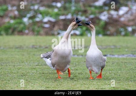 Chinesische Gans (Anser cygnoides f. domestica), drei entflohene chinesische Gänse, die im Winter flatternd auf einer Wiese stehen und sich umsehen. Dies ist ein Stockfoto