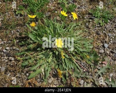 Kleiner Hagebit (Leontodon saxatilis), blühend, Deutschland Stockfoto