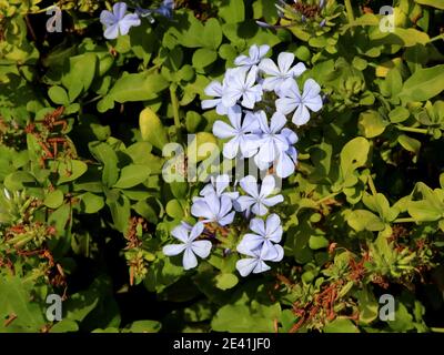 Kap Leadwort, Skyflower, Kap Plumbago (Plumbago auriculata, Plumbago capensis), blühend, Spanien, Balearen, Mallorca Stockfoto