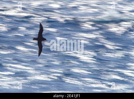 Weißkinn-Sturmvogel (Procellaria aequinoctialis), im Flug über den Südpazifik, Neuseeland Stockfoto