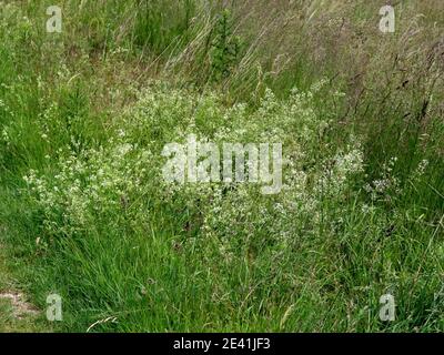 Große Hecke Bettstroh, glatt Bettstroh (Galium mollugo), blühend, Deutschland Stockfoto