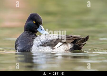 Kleiner Scaup (Aythya affinis), drake beim Schwimmen auf einem See, Vereinigtes Königreich, England Stockfoto